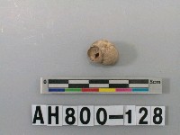 藏品(螺類)的圖片